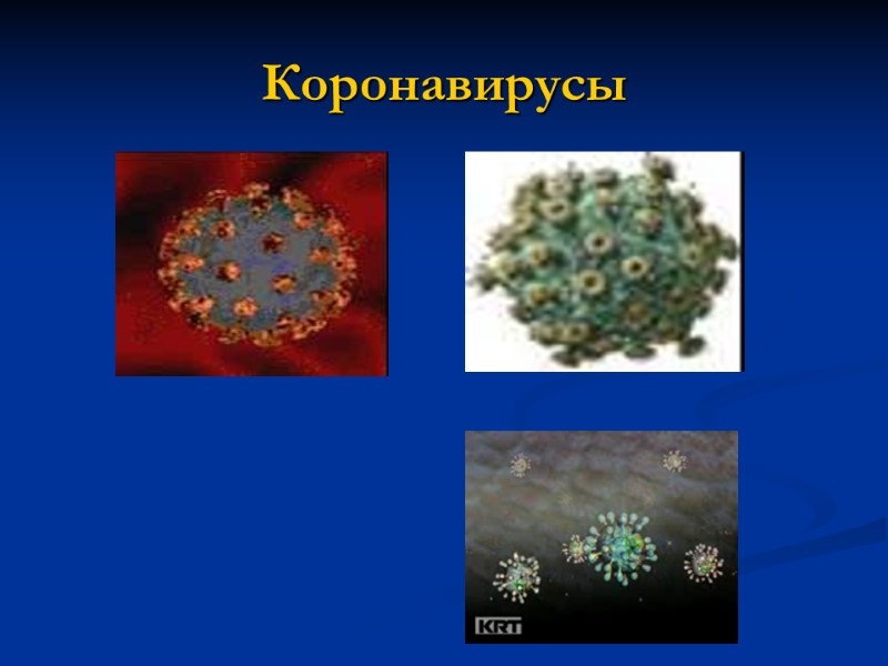 Коронавирусы